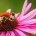 biodiverisity Bee